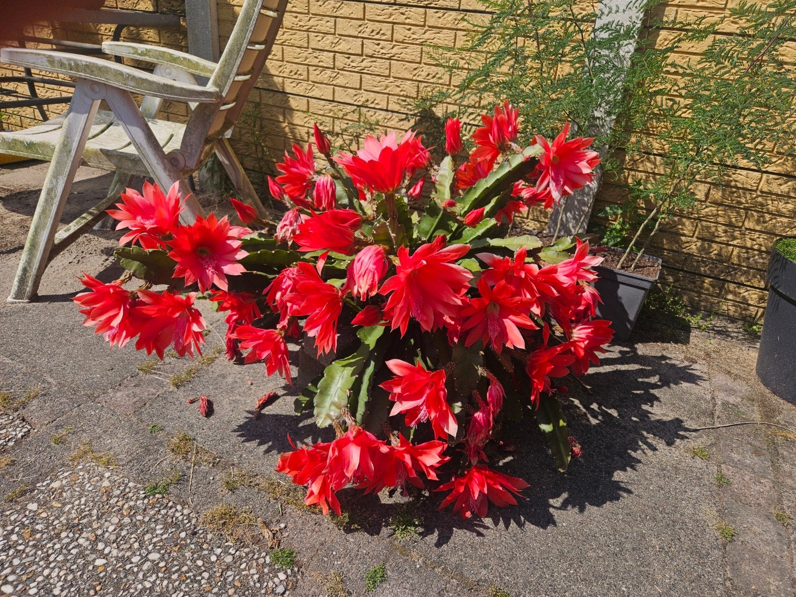 Epiphyllum stekken - Levendige rode bloemen, Ophalen, Cactus, Minder dan 100 cm, Bloeiende kamerplant