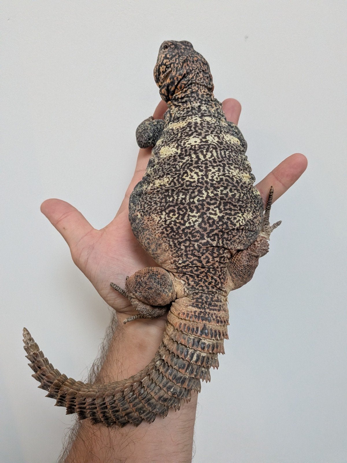 uromastyx, xenagama Taylori, pogona vitticeps Bearded Dragon photo 11