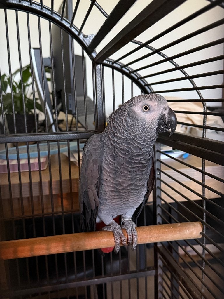Grijze roodstaart papegaai, Dieren en Toebehoren, Vogels | Parkieten en Papegaaien, Mannelijk, Papegaai, Pratend