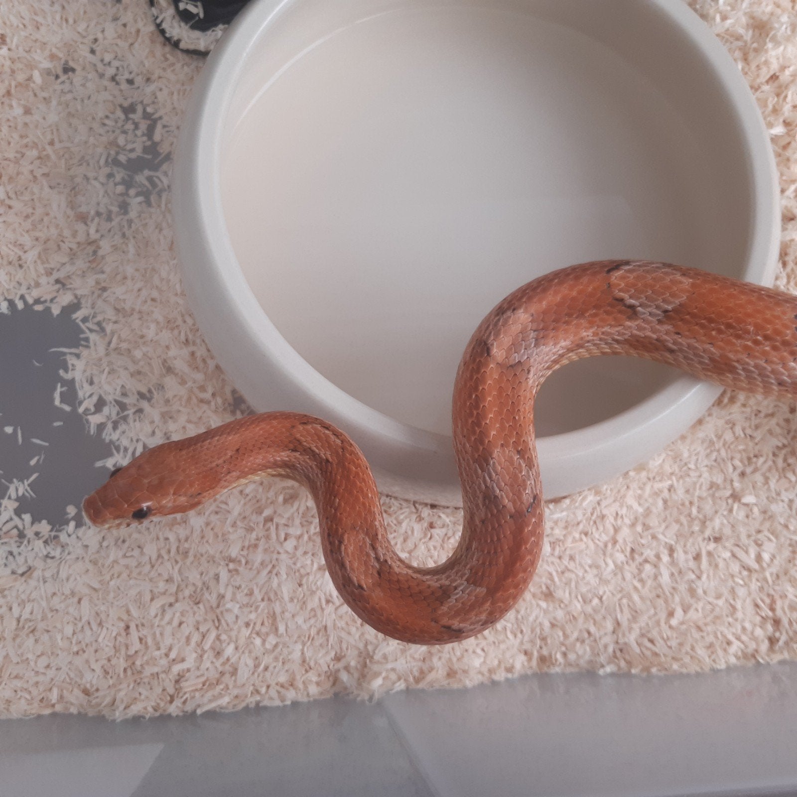 Rattenslang 1.0 Kastanie Rat Snake photo 4