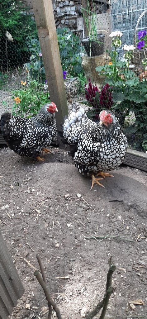 Wyandotte hennetjes te koop, Dieren en Toebehoren, Pluimvee, Vrouwelijk, Kip