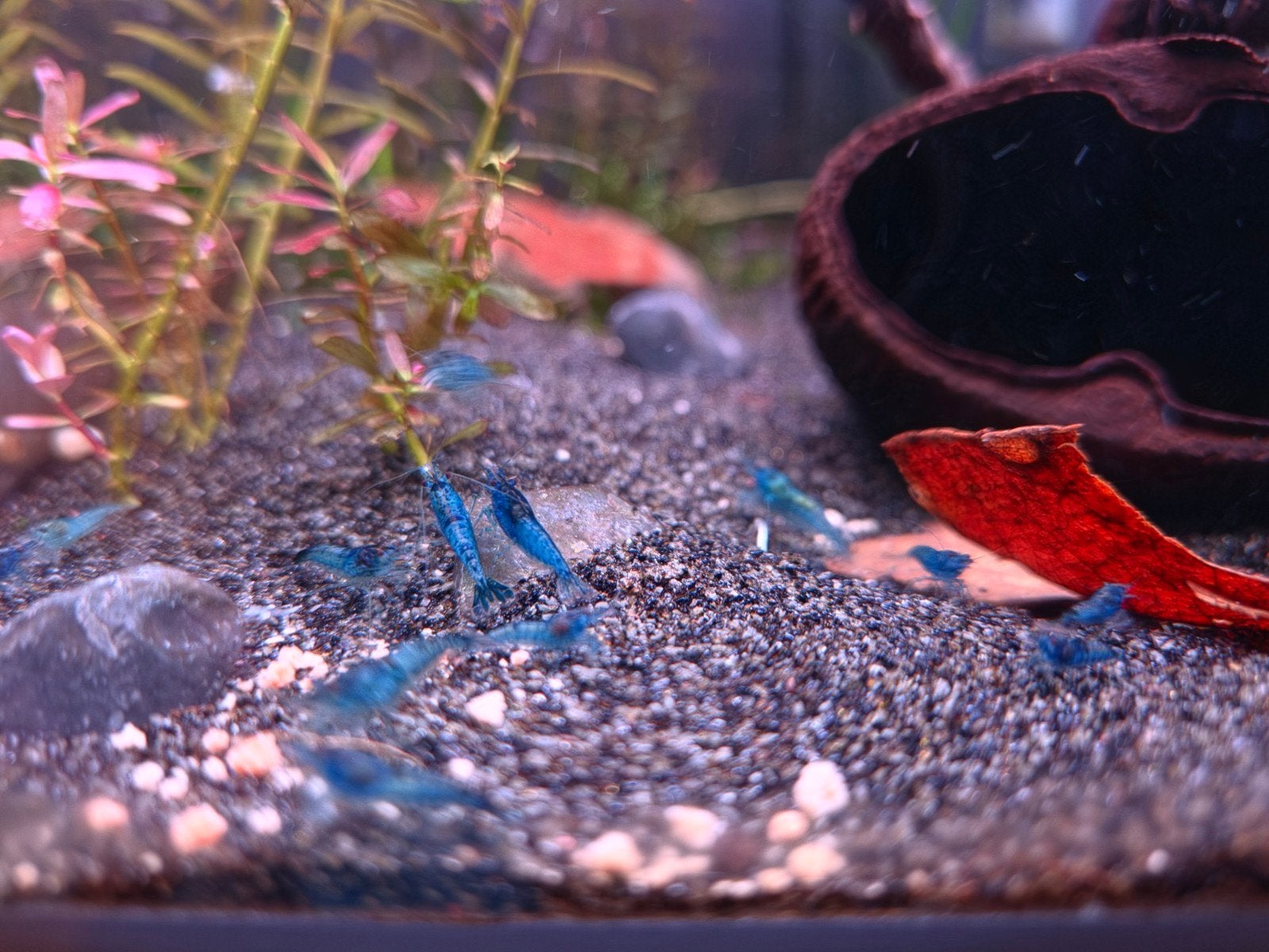 Te koop! Blue Diamond "Blauwe"  garnalen, Dieren en Toebehoren, Kreeft, Krab of Garnaal, Zoetwatervis, Schoolvis
