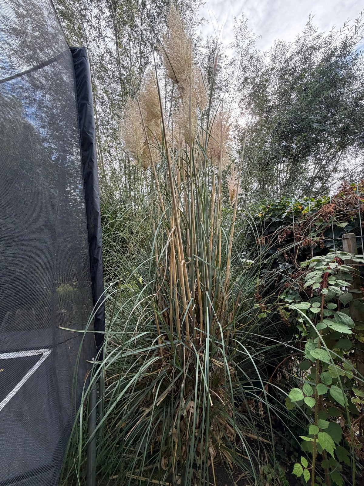 Grote Pampasgras plant zoekt nieuwe tuin, Volle zon, Vaste plant, Siergrassen, Ophalen of Verzenden