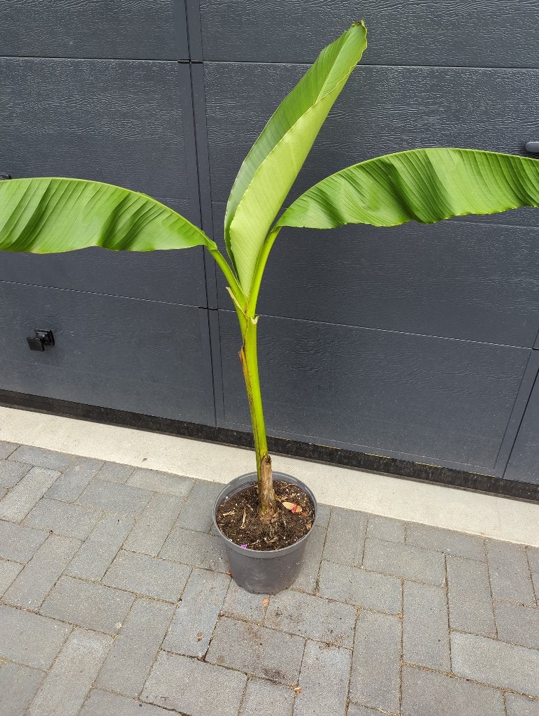 Bananenplant Musa basjo, Overige soorten, Minder dan 100 cm, Zomer, Ophalen