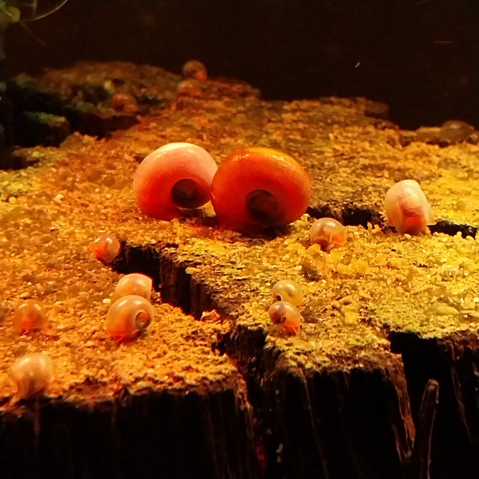 Jonge rode posthoornslakken, Dieren en Toebehoren, Vissen | Aquariumvissen, Vis