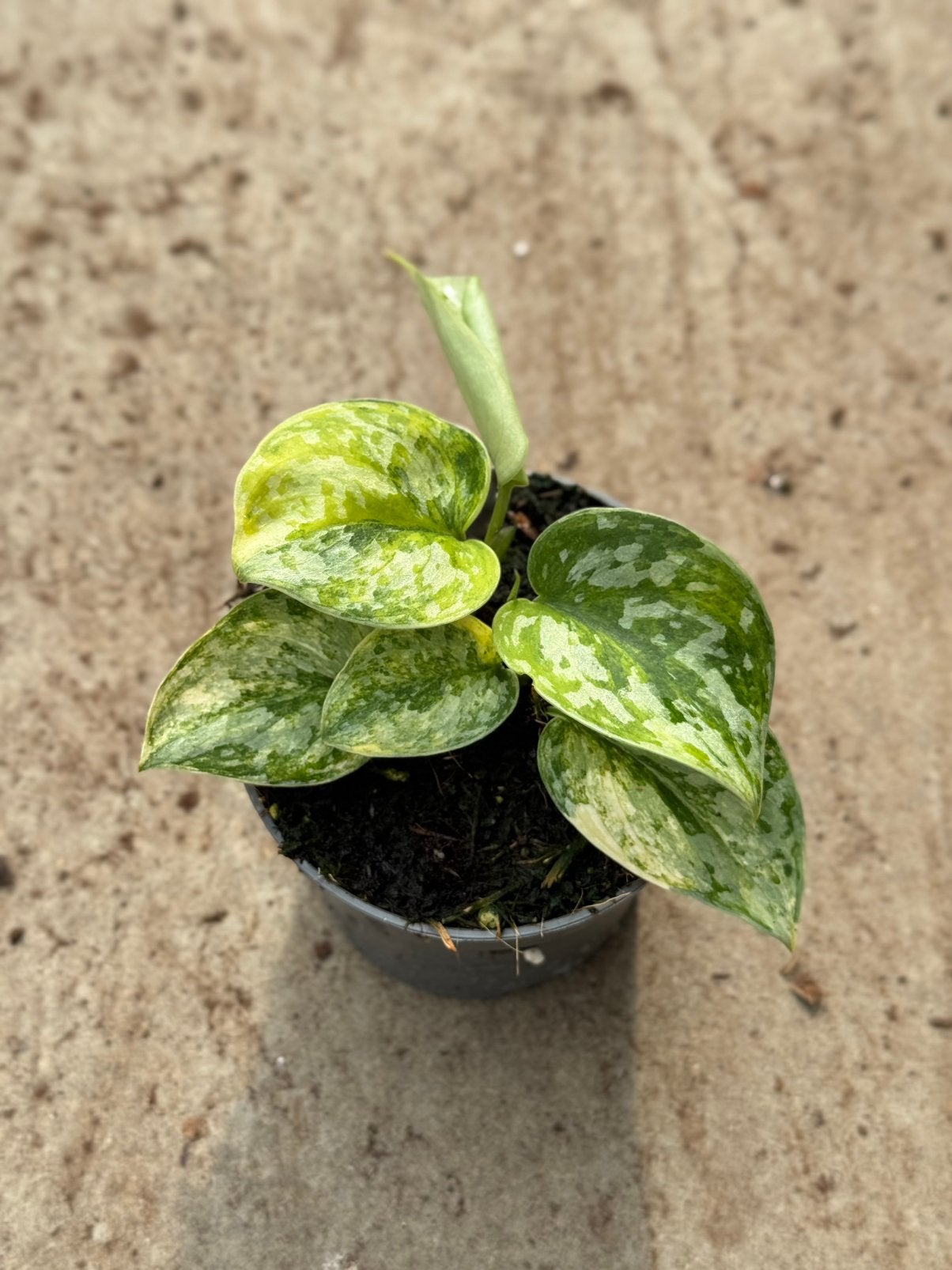 Scindapsus Guelis variegata, Huis en Inrichting, Ophalen of Verzenden, Halfschaduw, Minder dan 100 cm