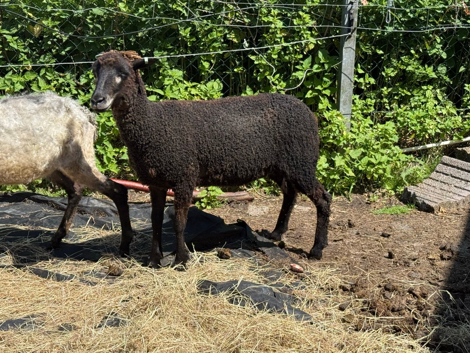 Mini kudde schapen (4 dieren), Meerdere dieren, Schaap, 0 tot 2 jaar