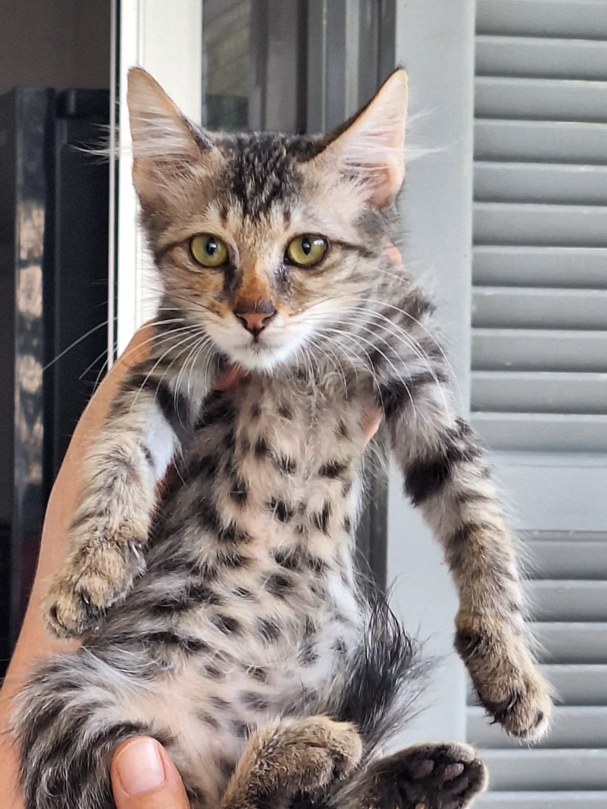 Clyde 3 halve mnd (nog op Cyprus) zoekt forever home, Dieren en Toebehoren, Kater