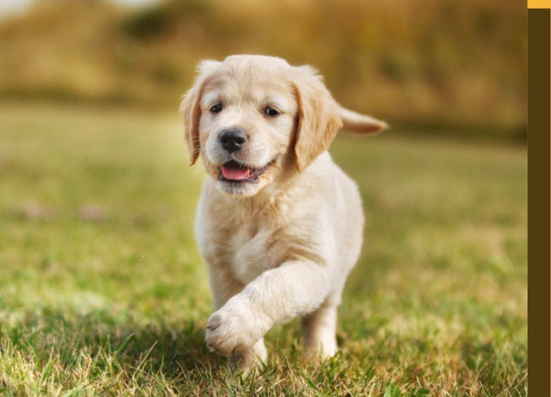 GEZOCHT:Golden retriever pup "teefje)geen kruising, Golden retriever, 8 tot 15 weken, Teef, Eén hond