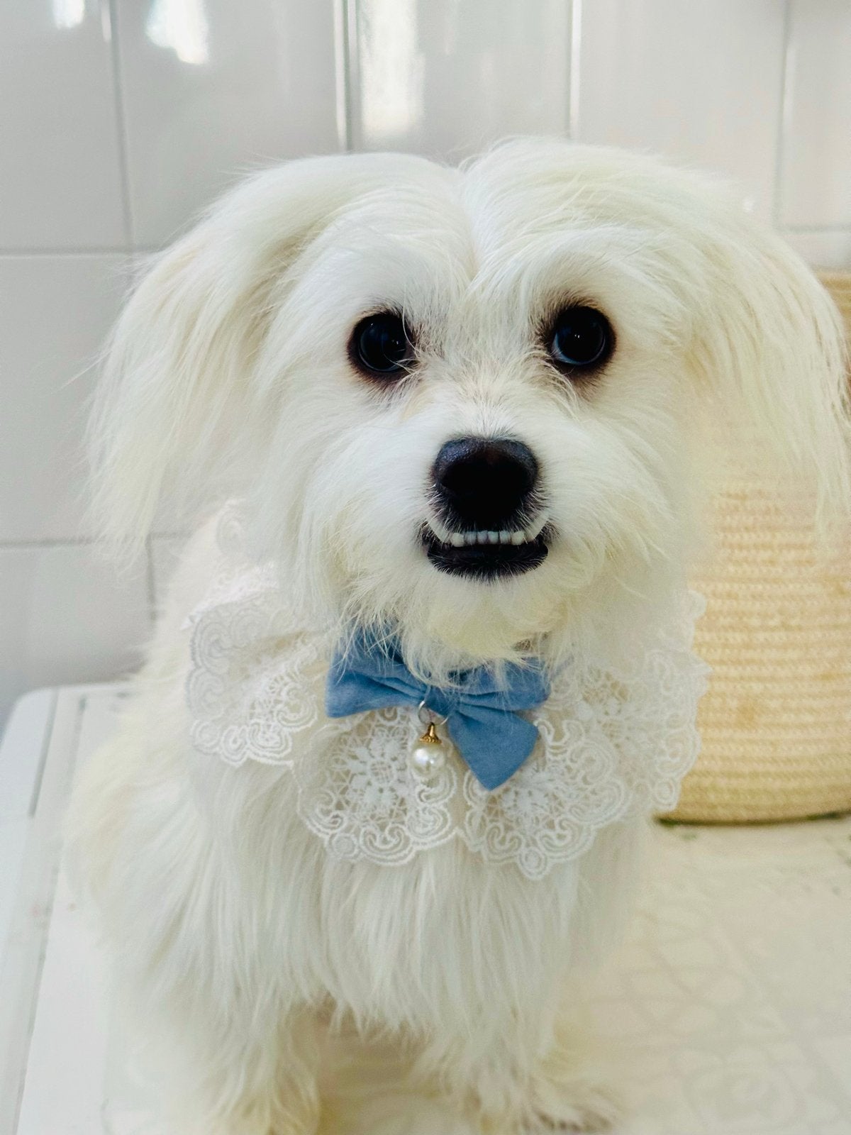 10 months old Maltese, Dieren en Toebehoren, Maltezer, 15 weken tot 1 jaar, Teef, Eén hond