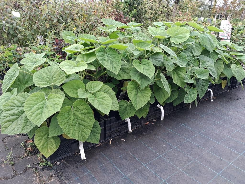 Paulownia tomentosa - Keizersboom planten anna palowna, Ophalen of Verzenden