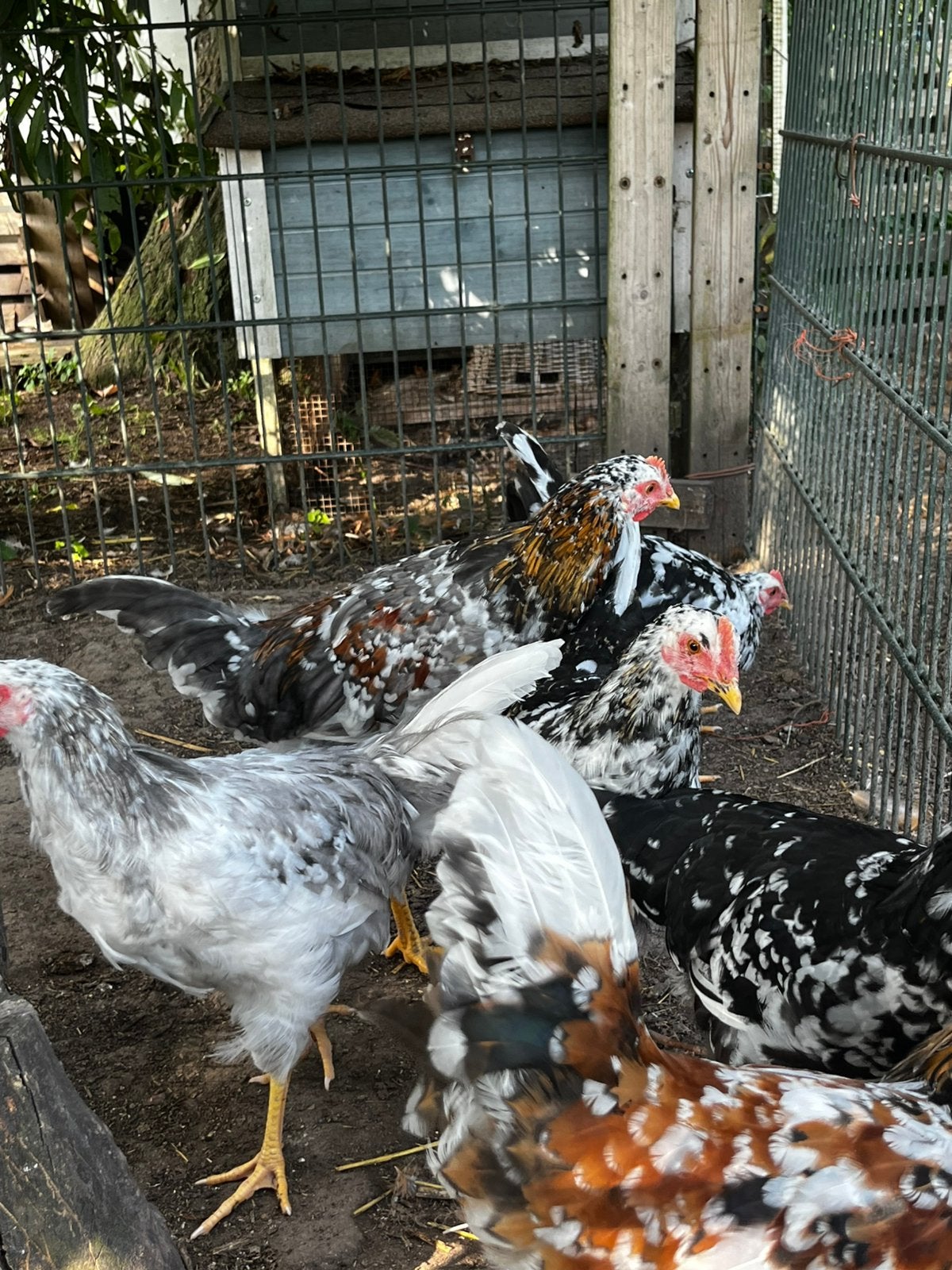 Zweeds bloemkip hanen, Dieren en Toebehoren, Mannelijk, Kip
