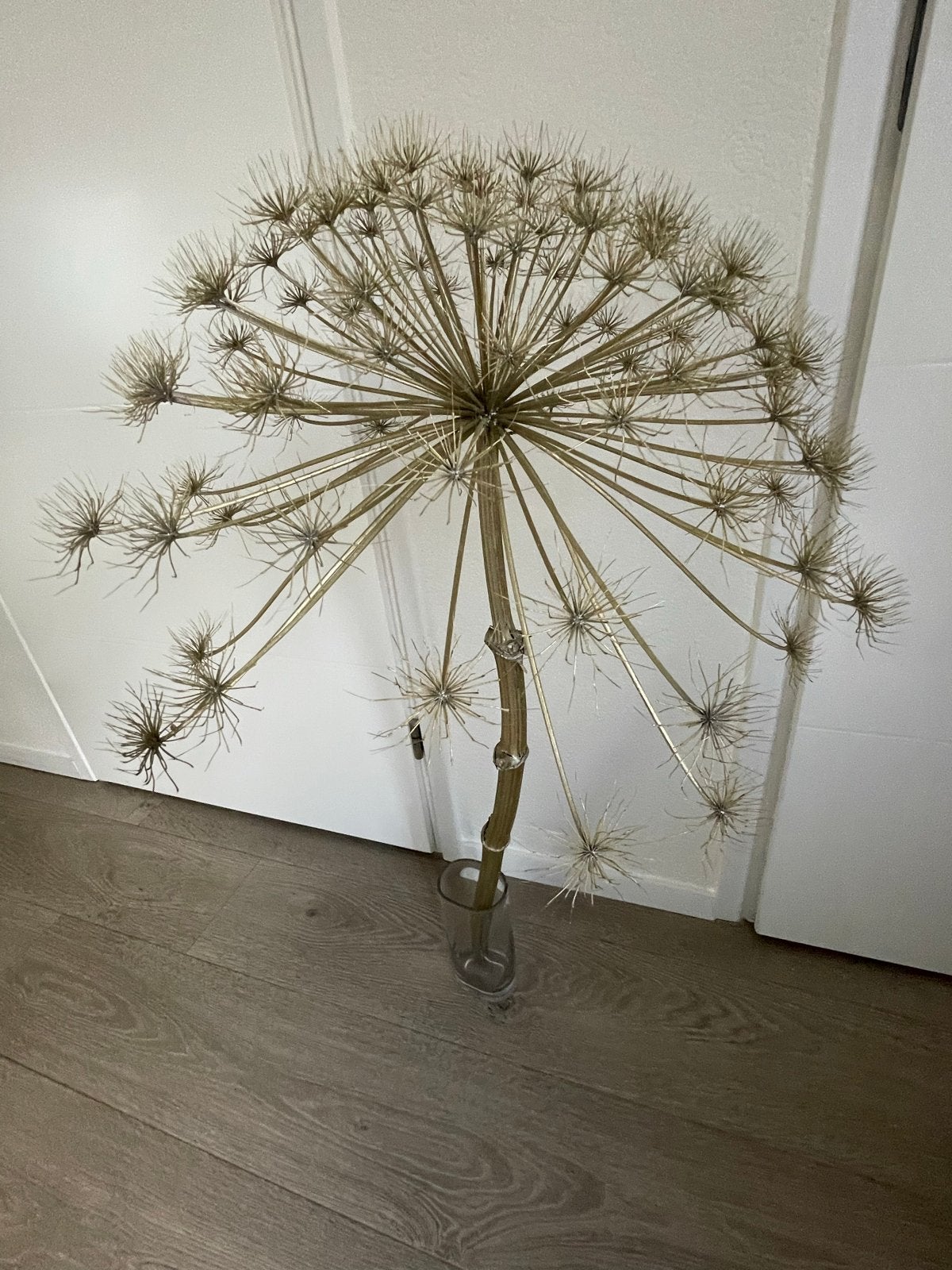Gedroogde Berenklauw, Ophalen, Gebruikt, Goud, Natuurlijk materiaal
