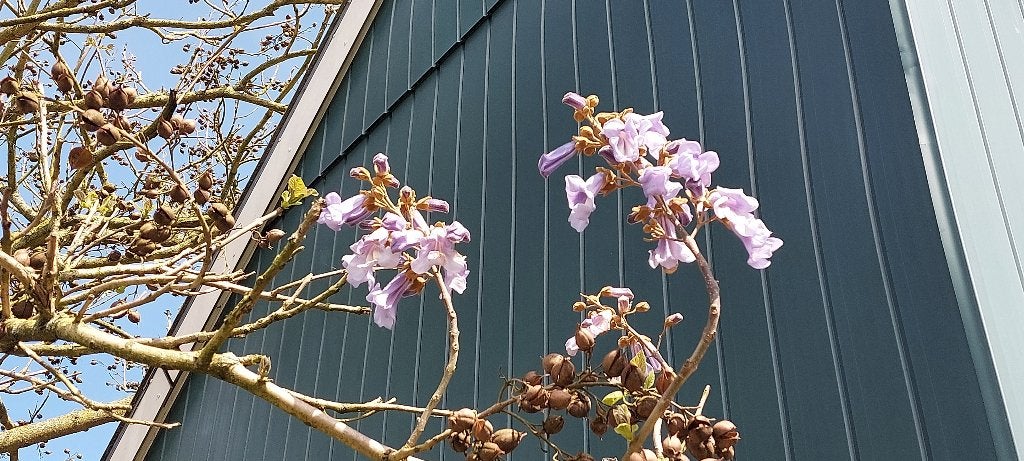 Diverse stekken Anna Paulownaboom, Volle zon, Lente, Minder dan 100 cm, Overige soorten
