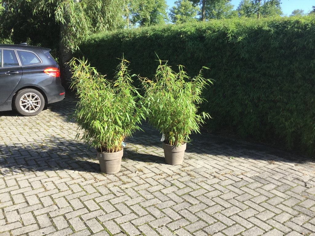 Fargesia Robusta Formidabel in basalt stenen sierpot!, Volle zon, Vaste plant, Bloeit niet, Ophalen