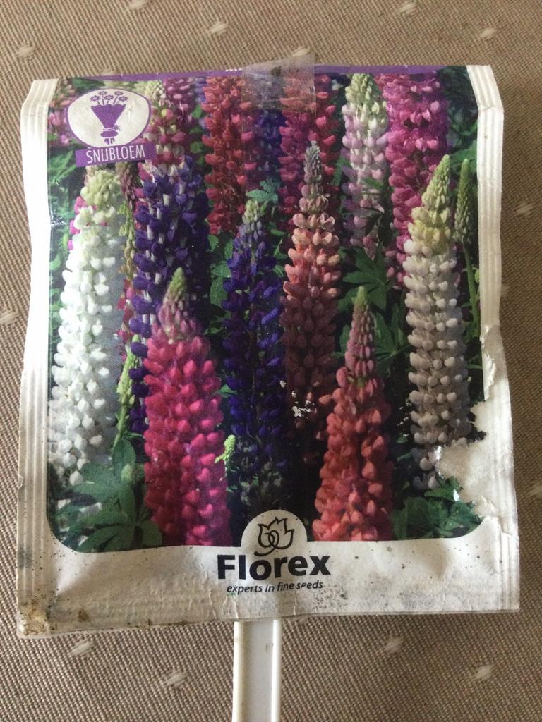 Lupine, Tuin en Terras, Planten | Tuinplanten, Ophalen of Verzenden, Eenjarig, Overige soorten, Volle zon