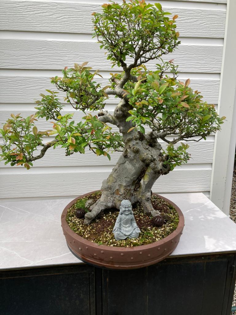 Ulmus parvifolia bonsai (Chinese Iep), Ophalen, Bloeit niet, Halfschaduw, Overige soorten