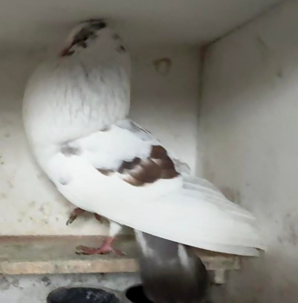 Puit duif bruine staart, Vrouwelijk, Kropper