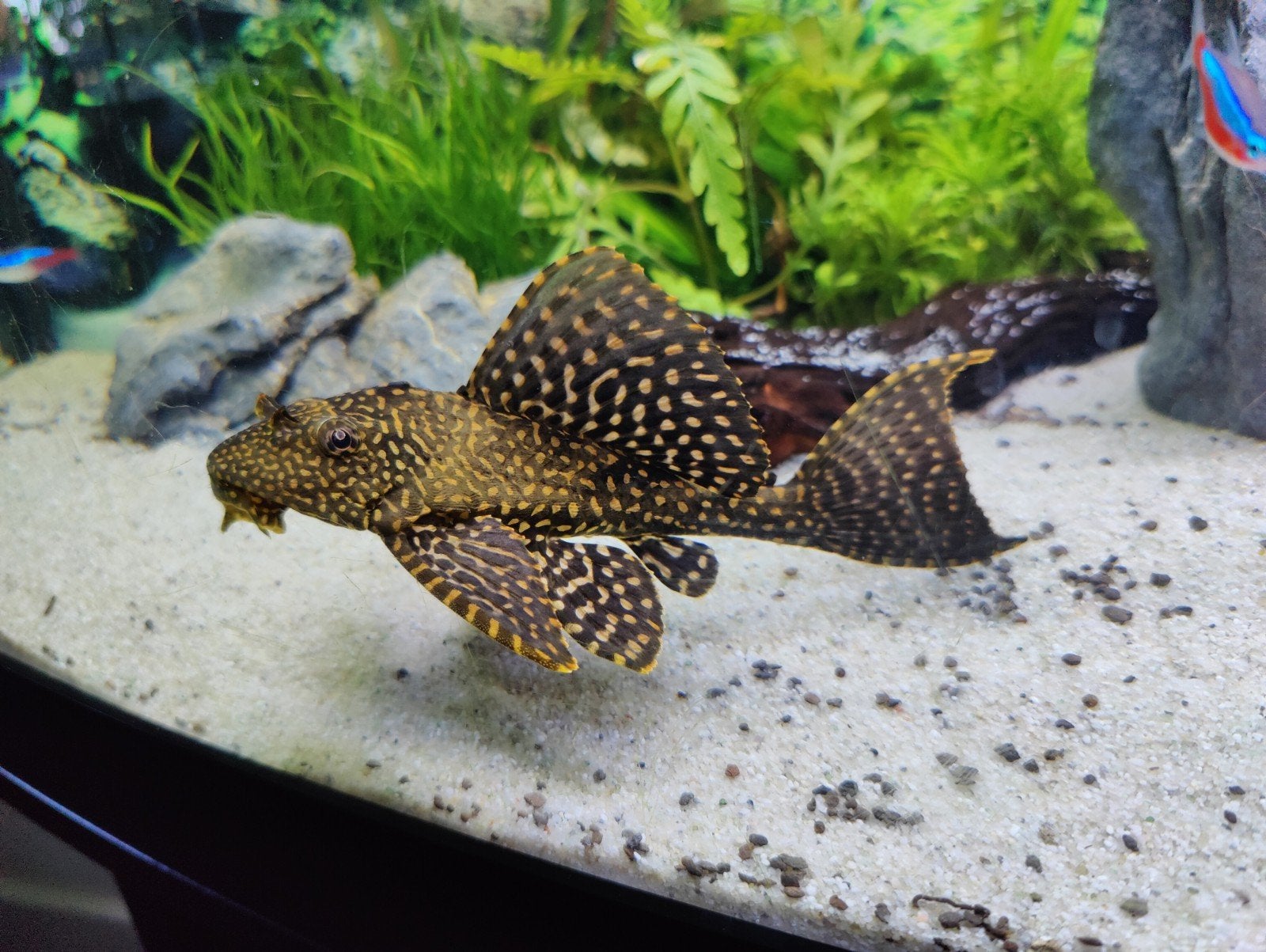 Pleco van +-20cm, Dieren en Toebehoren, Vis, Zoetwatervis