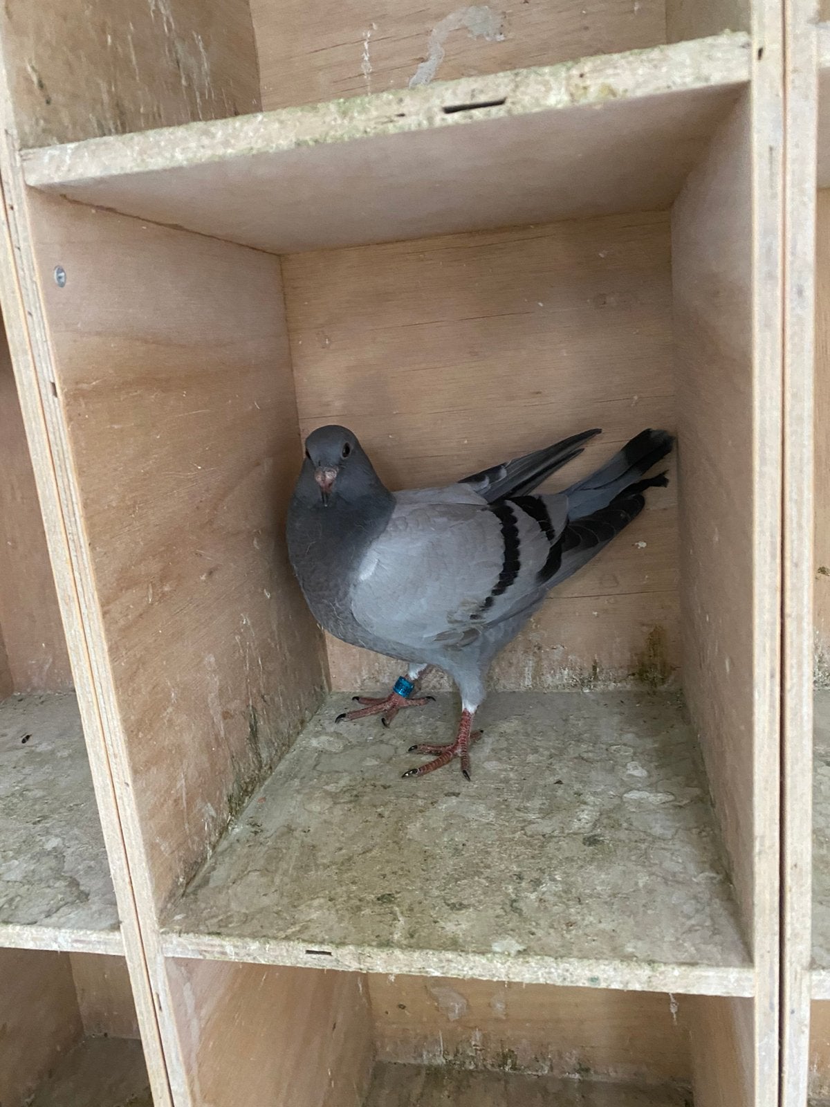 Jonge postduif (pieper), Mannelijk, Postduif