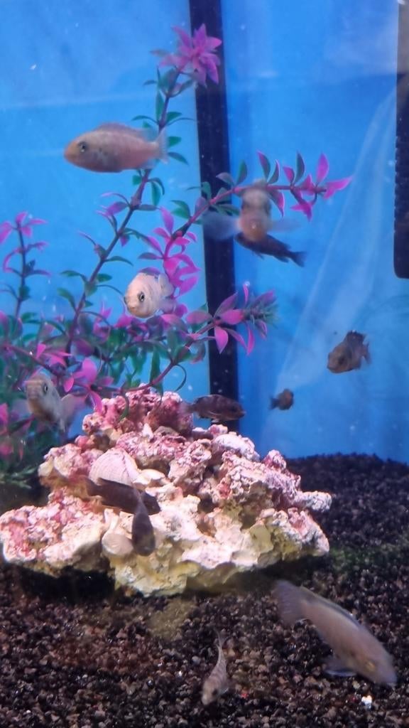 Jonge malawi cichliden mix, Dieren en Toebehoren, Vissen | Aquariumvissen, Vis, Zoetwatervis, Schoolvis