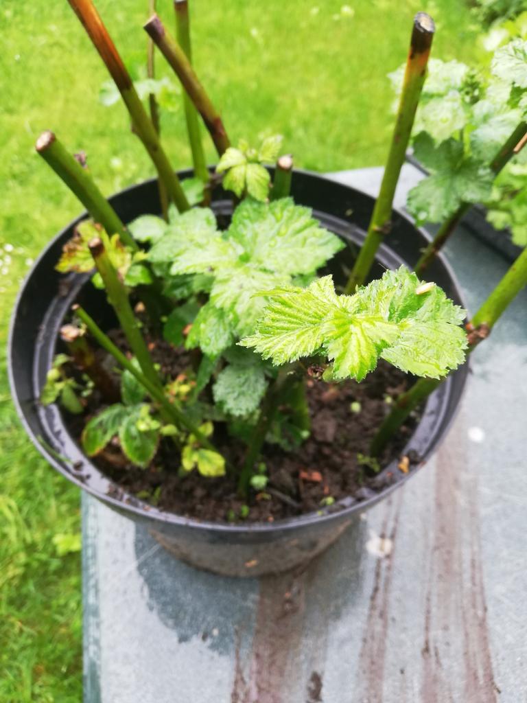 Plantjes doornloze braam, Ophalen, Volle zon, Vaste plant, Zomer