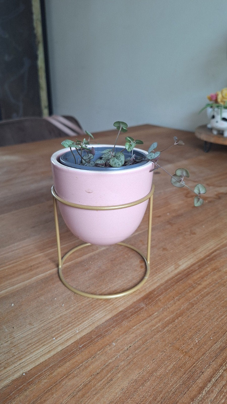 Ceropegia lantaarnplantje, Ophalen, Halfschaduw, Minder dan 100 cm