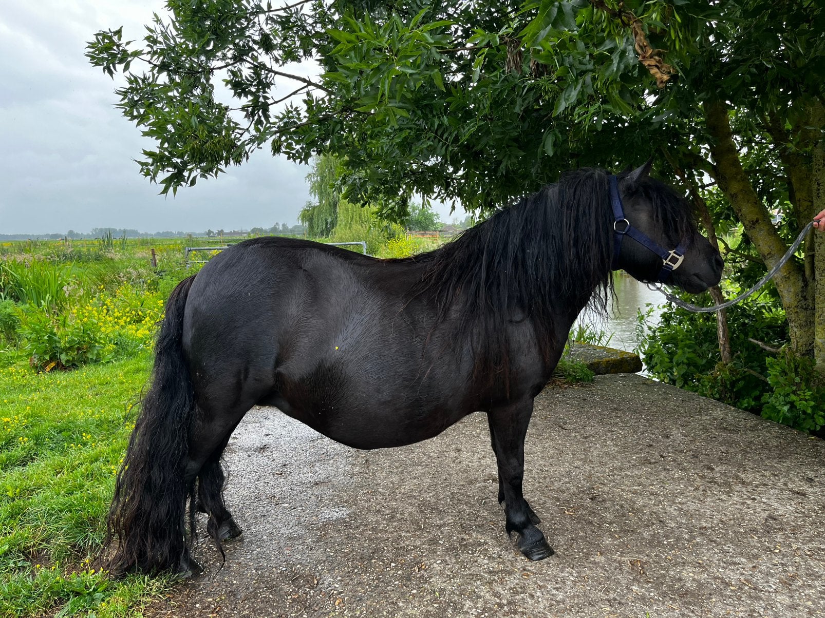 Lieve Kindvriendelijke Stamboek Shetlandpony, Dieren en Toebehoren, Pony's, Merrie, A pony (tot 1.17m), Met stamboom, 11 jaar of ouder