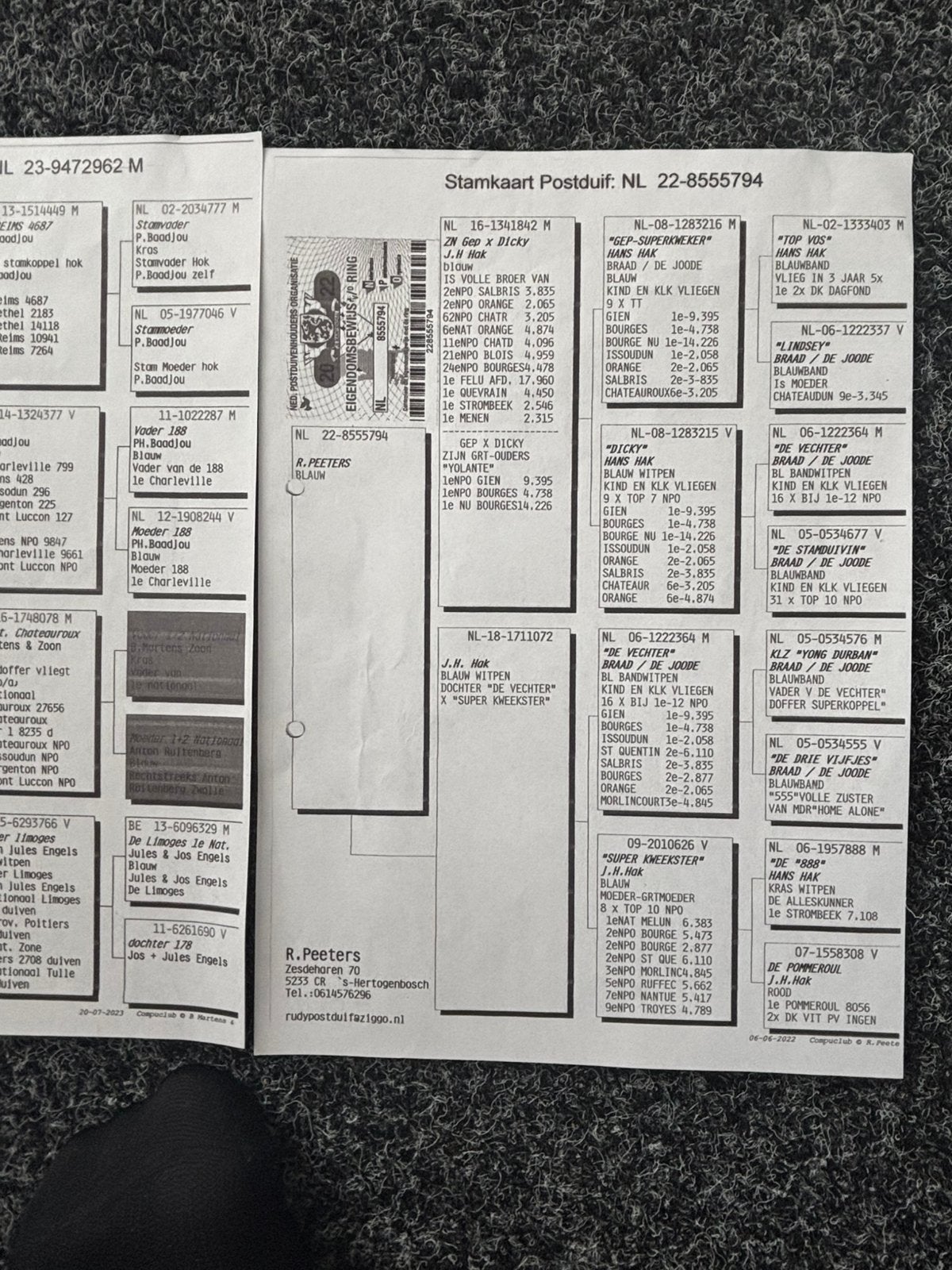 Jonge doffers, Mannelijk, Postduif