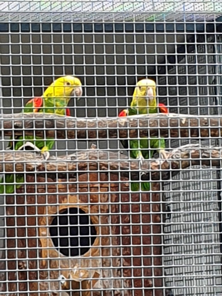 Te koop jonge dubbele geelkop Amazone, Dieren en Toebehoren, Vogels | Parkieten en Papegaaien, Meerdere dieren, Papegaai, Geringd