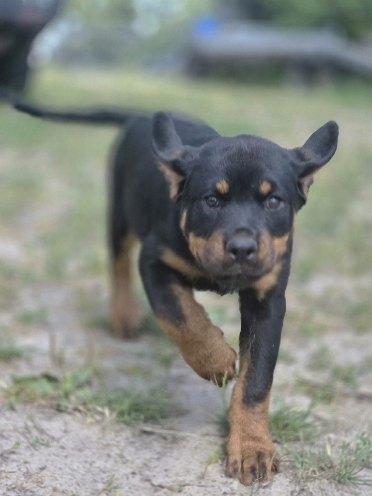 Rottweiler pups, 8 tot 15 weken, Meerdere, Meerdere dieren, Nederland