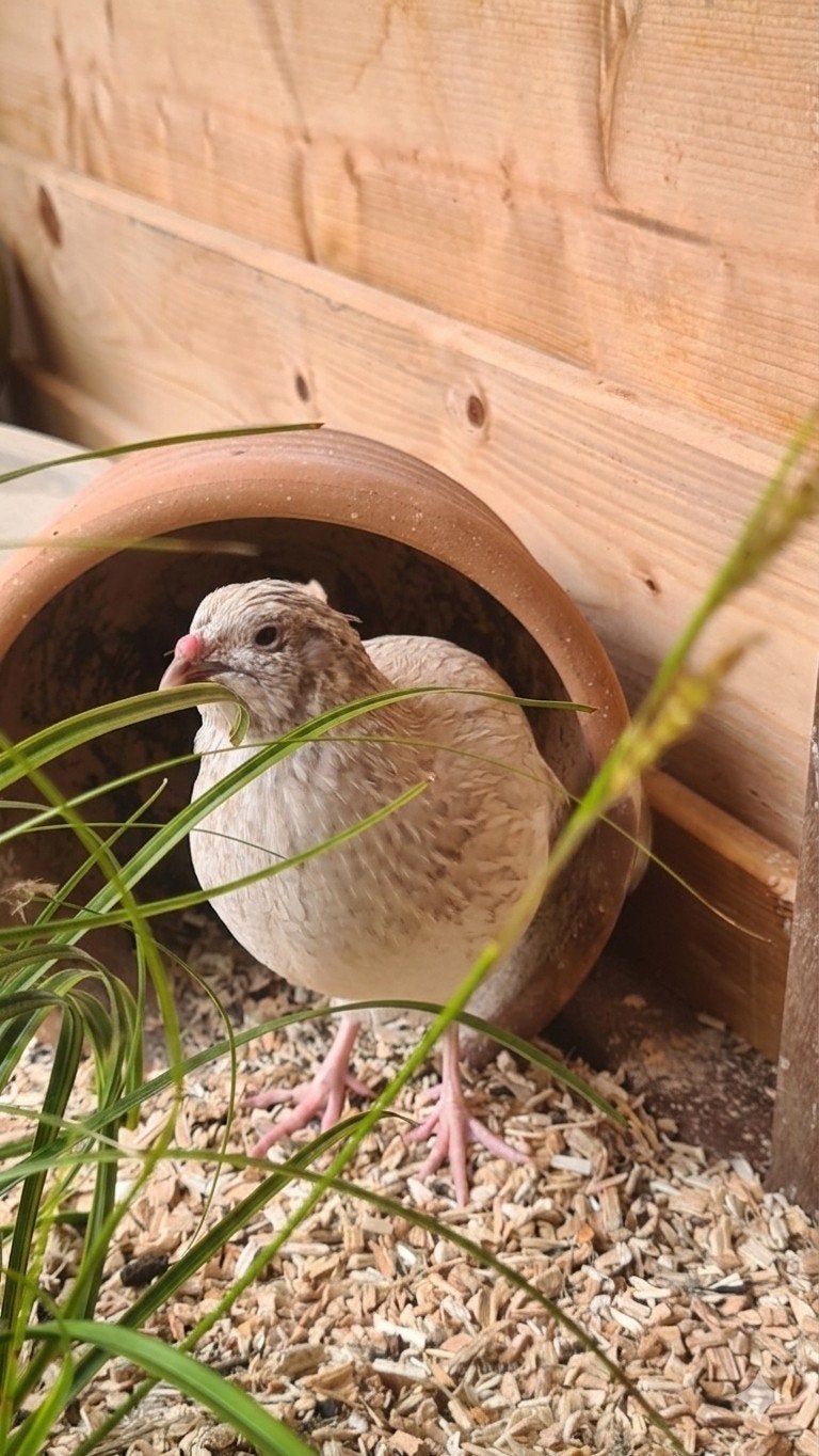 Kwartel haan, Dieren en Toebehoren, Mannelijk