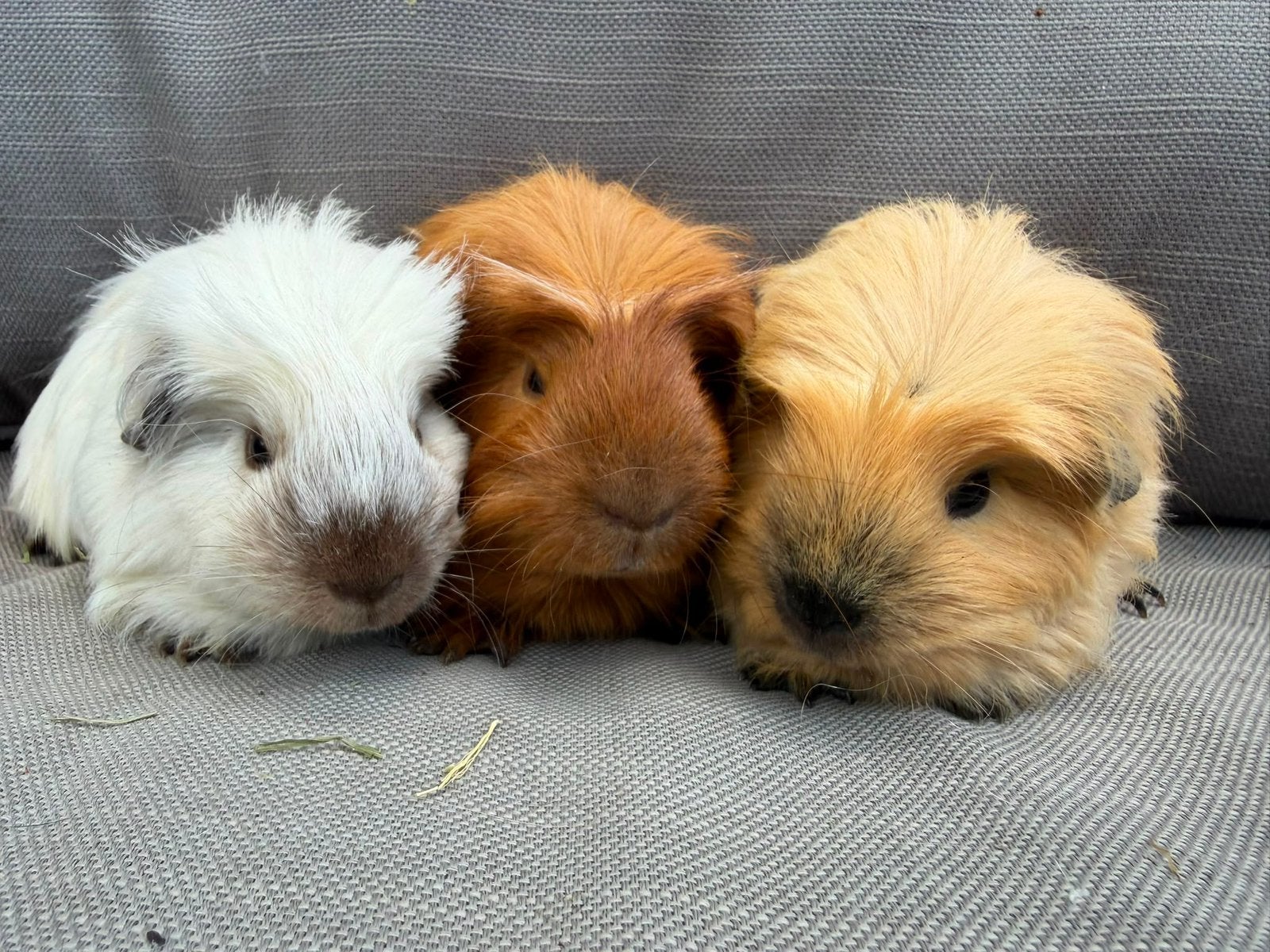 Jonge langharige cavia’s Sheltie Coronet Tessel Merino