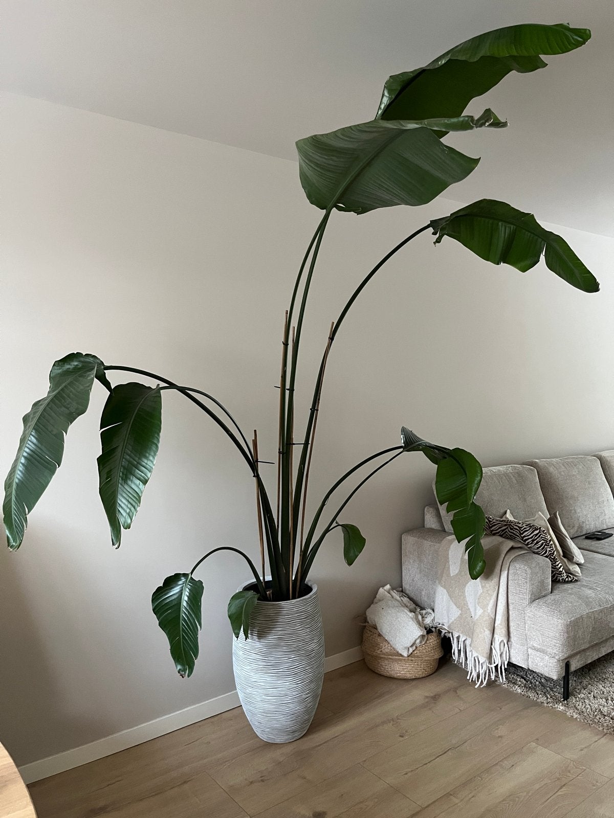 Grote Strelitzia plant van 2,40M hoog, Huis en Inrichting, Kamerplanten, Ophalen, 200 cm of meer, Overige soorten, In pot