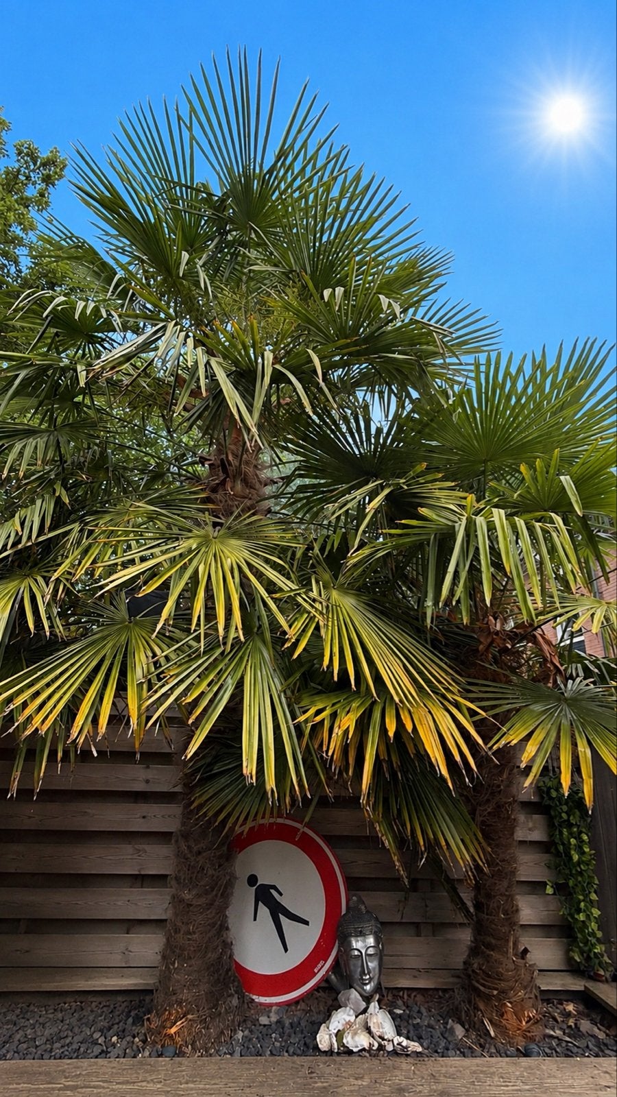 2 Chinese waaierpalmen (Trachycarpus fortunei) - Winterhard, Tuin en Terras, Overige soorten, Volle zon, Vaste plant, Ophalen of Verzenden