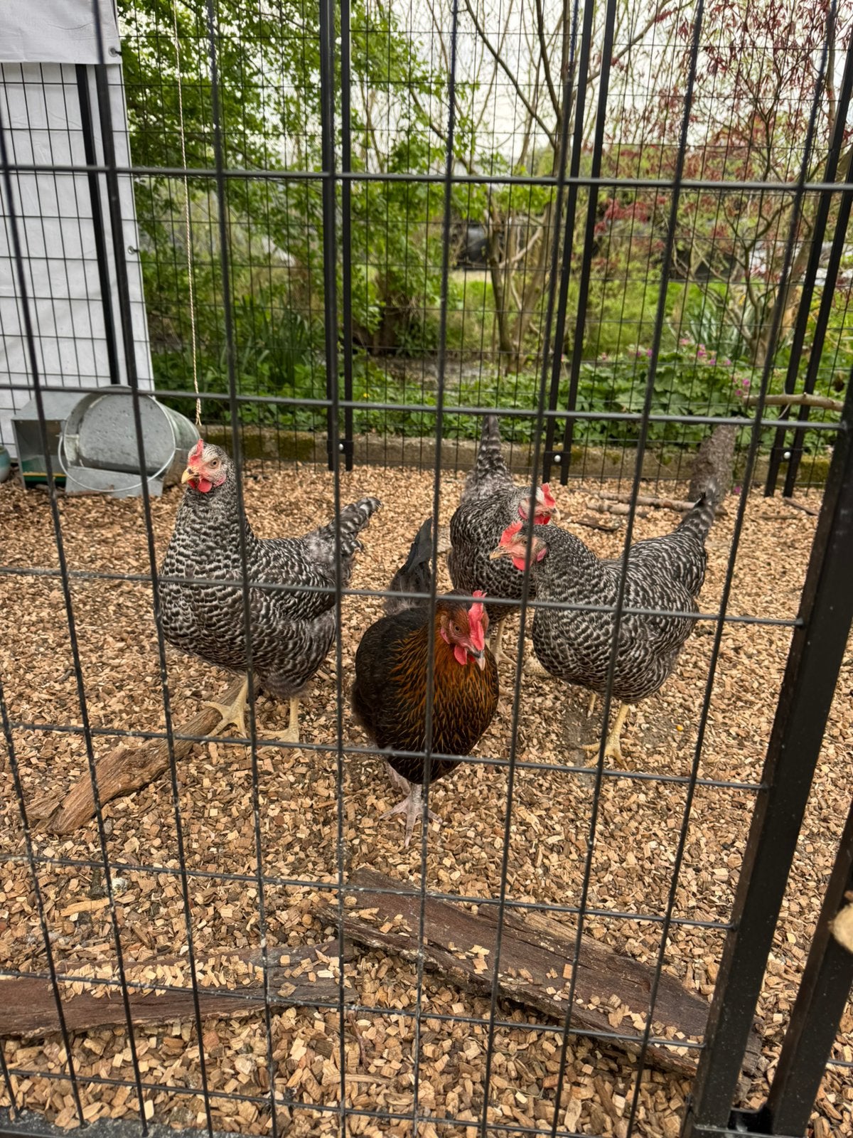 Kippenhok Nestera L nachthok met ren en 5 kippen., Vrouwelijk, Kip
