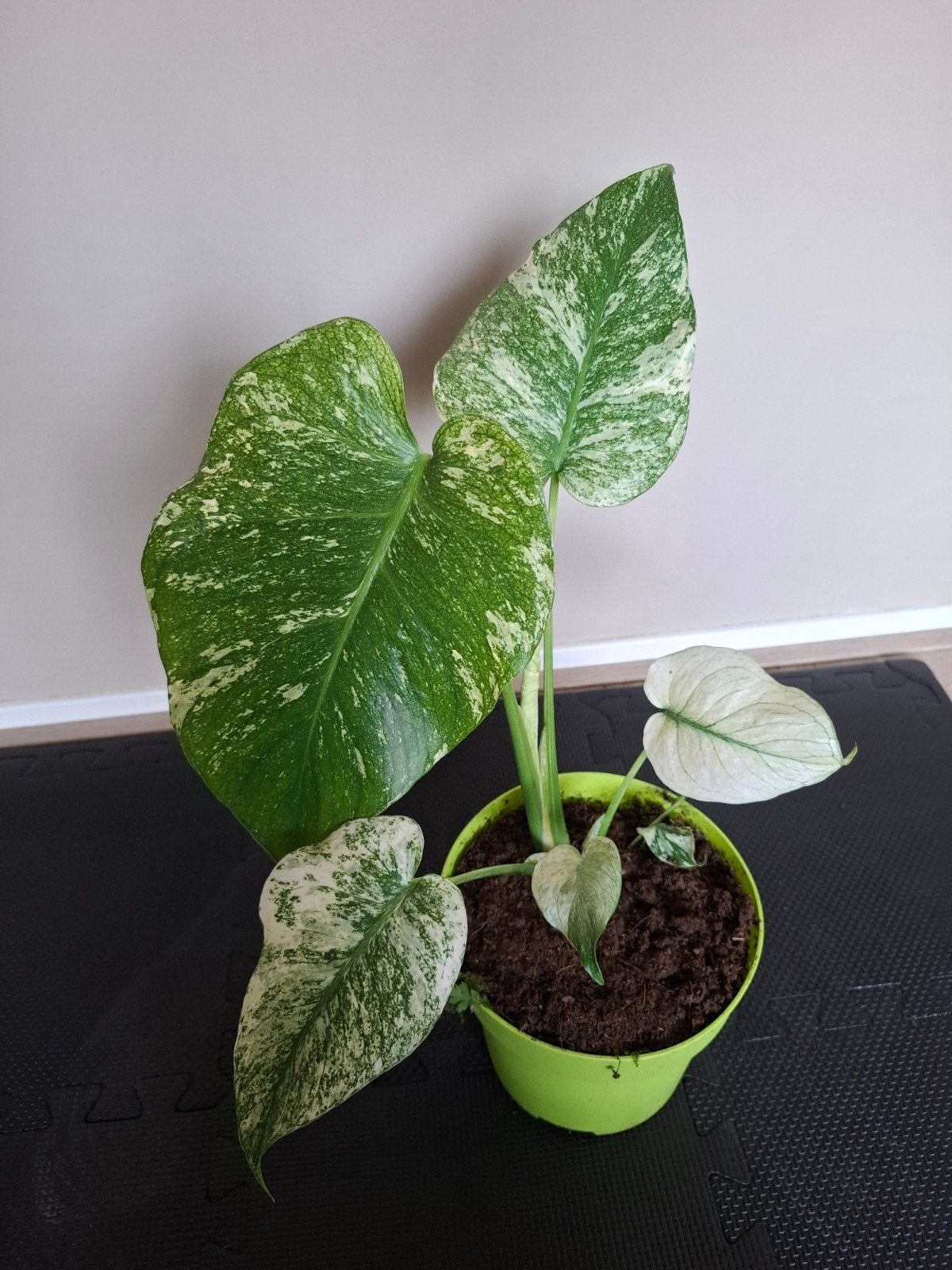 Monstera mint, Ophalen, Halfschaduw, Minder dan 100 cm
