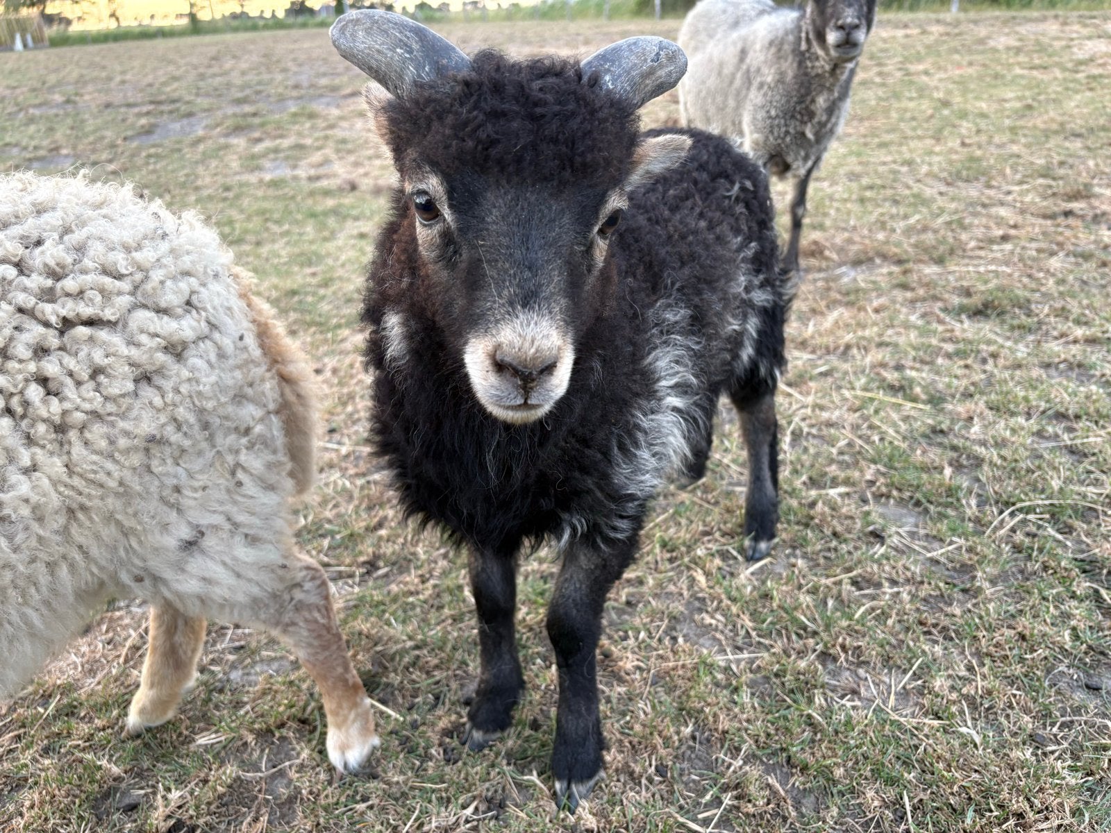 Te koop, twee mooie Ouessantrammetjes., Dieren en Toebehoren, Schapen, Geiten en Varkens, Mannelijk, Schaap, 0 tot 2 jaar