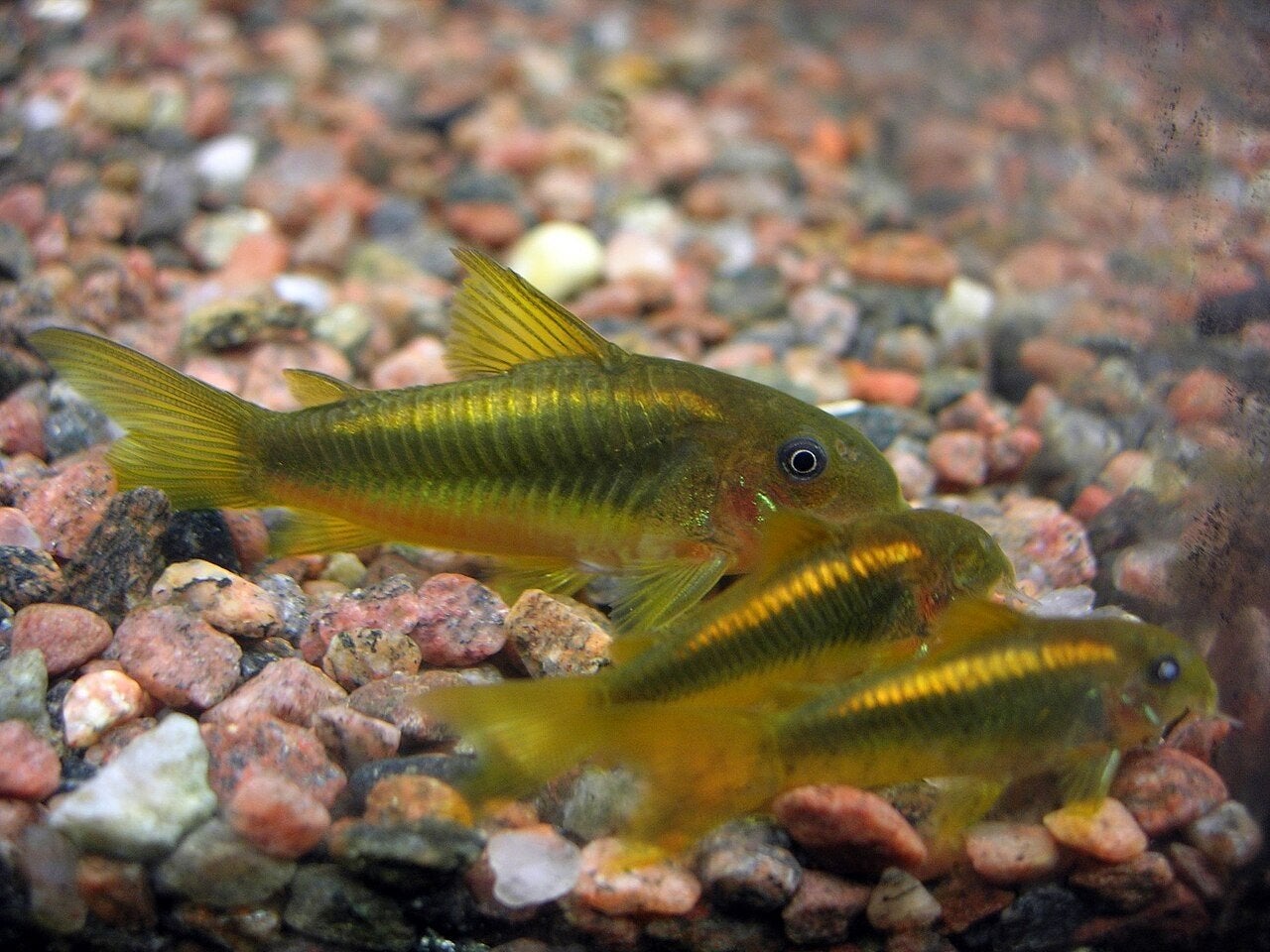 corydoras CW010 gold laser, Dieren en Toebehoren, Vis
