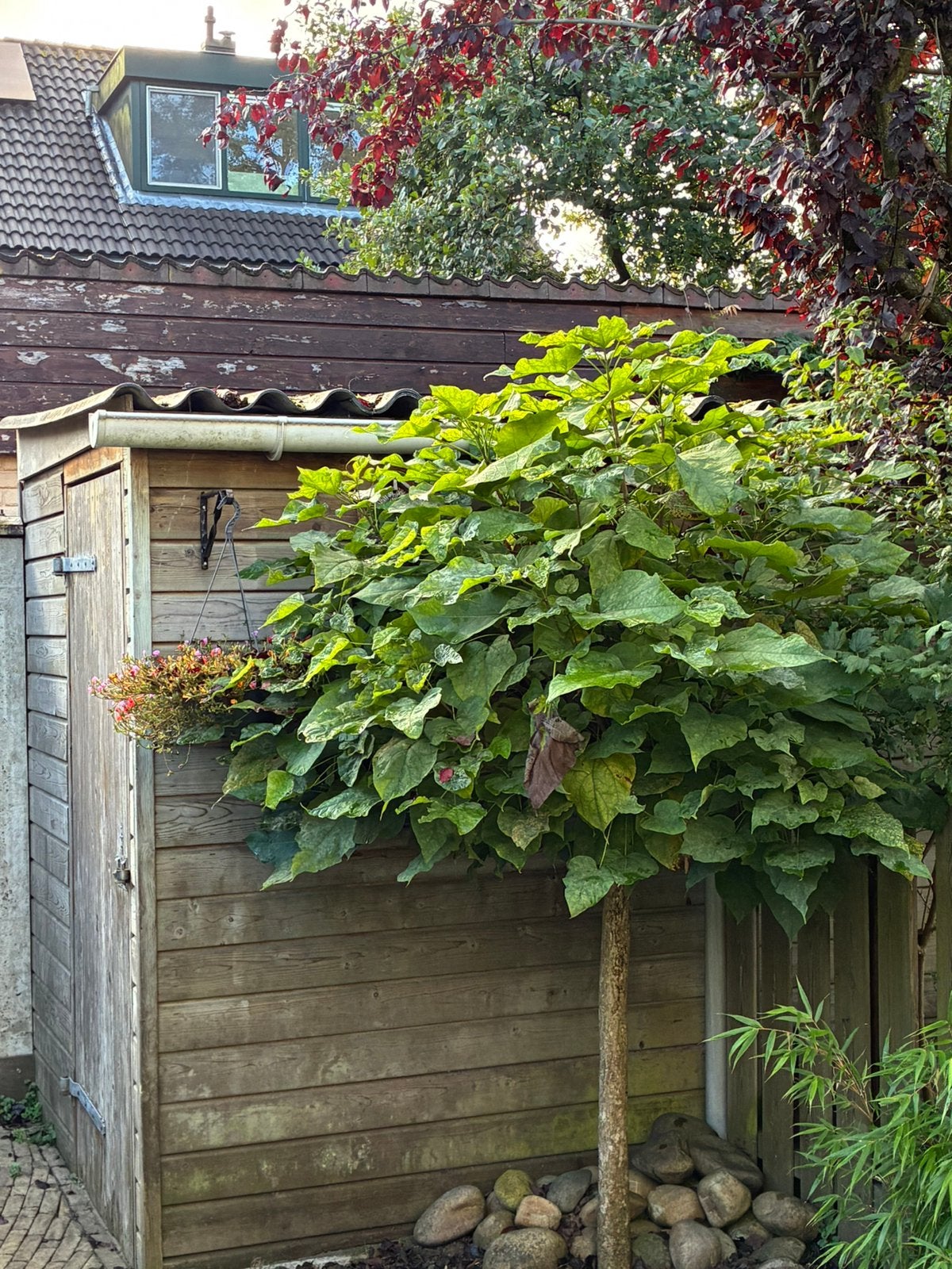 Bolcatalpa boompje Gratis, Ophalen, Volle zon, Overige soorten