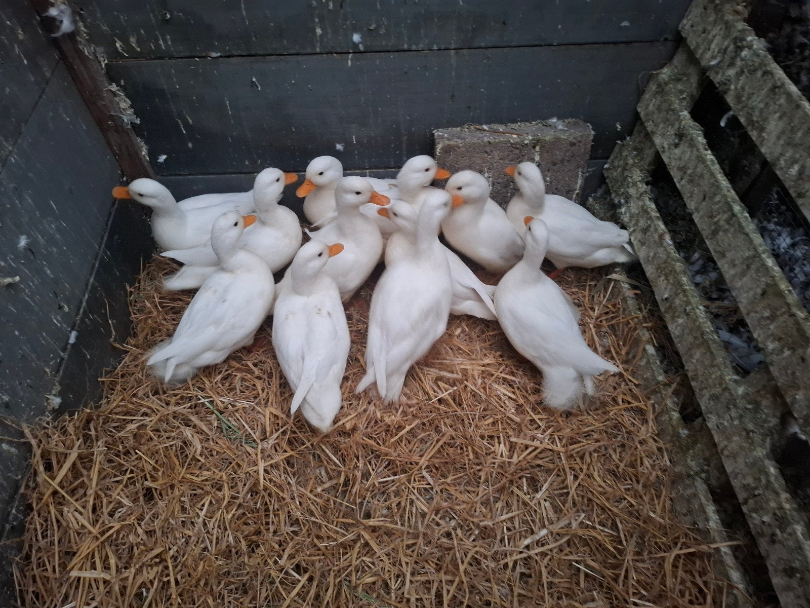 12 witte kwaker, Dieren en Toebehoren, Meerdere dieren