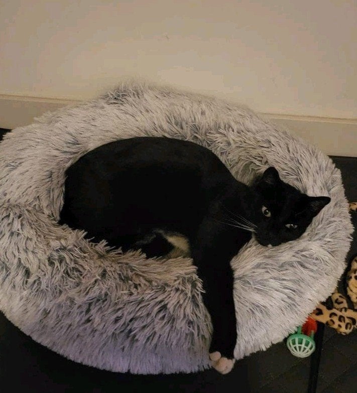 Nieuw thuis gezocht voor lieve kater Mickey, Kater, 6 jaar of ouder