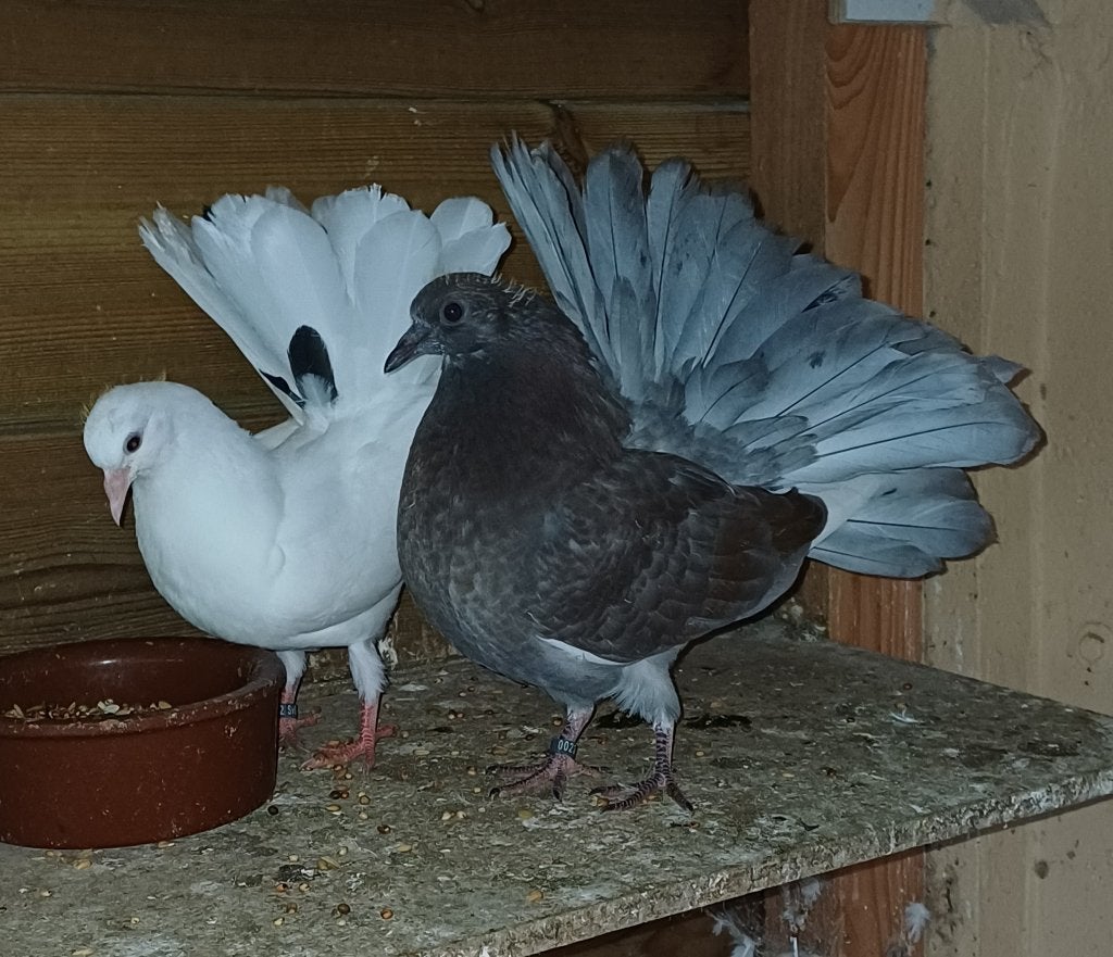 Jong koppel pauwstaartjes, Dieren en Toebehoren, Meerdere dieren, Overige soorten