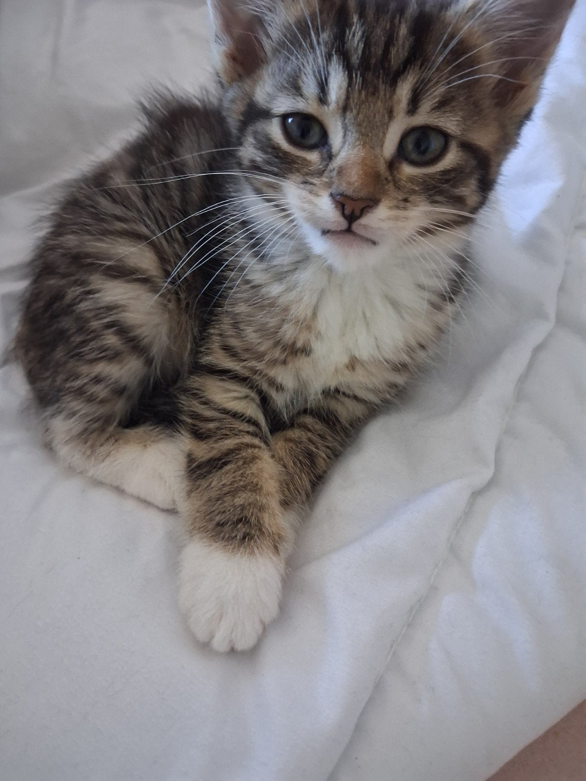 Lieve tijger kitten zoekt jou!