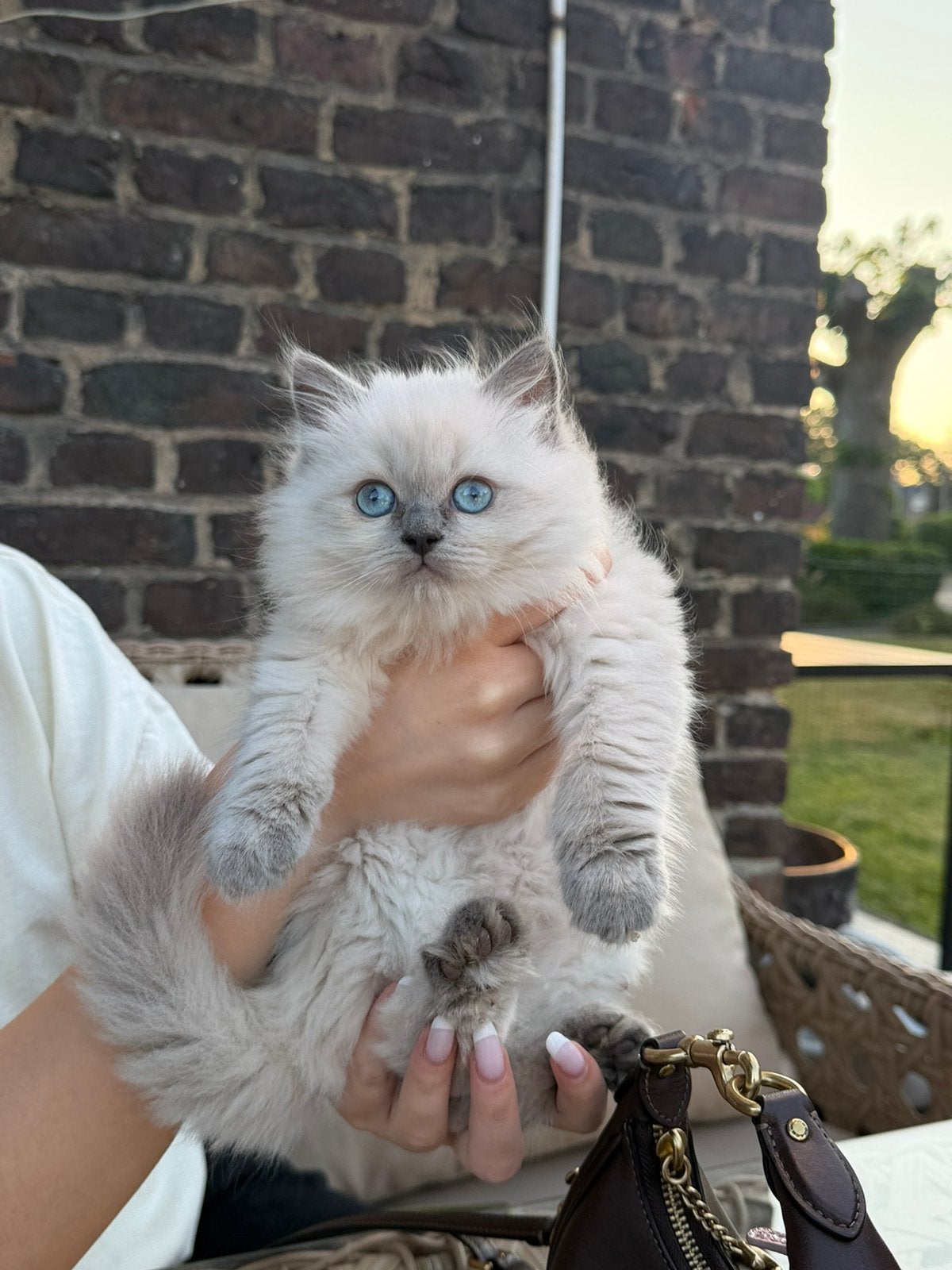Siberische(neva masquerade) x britse langhaar, Meerdere dieren, Ingeënt, 0 tot 2 jaar
