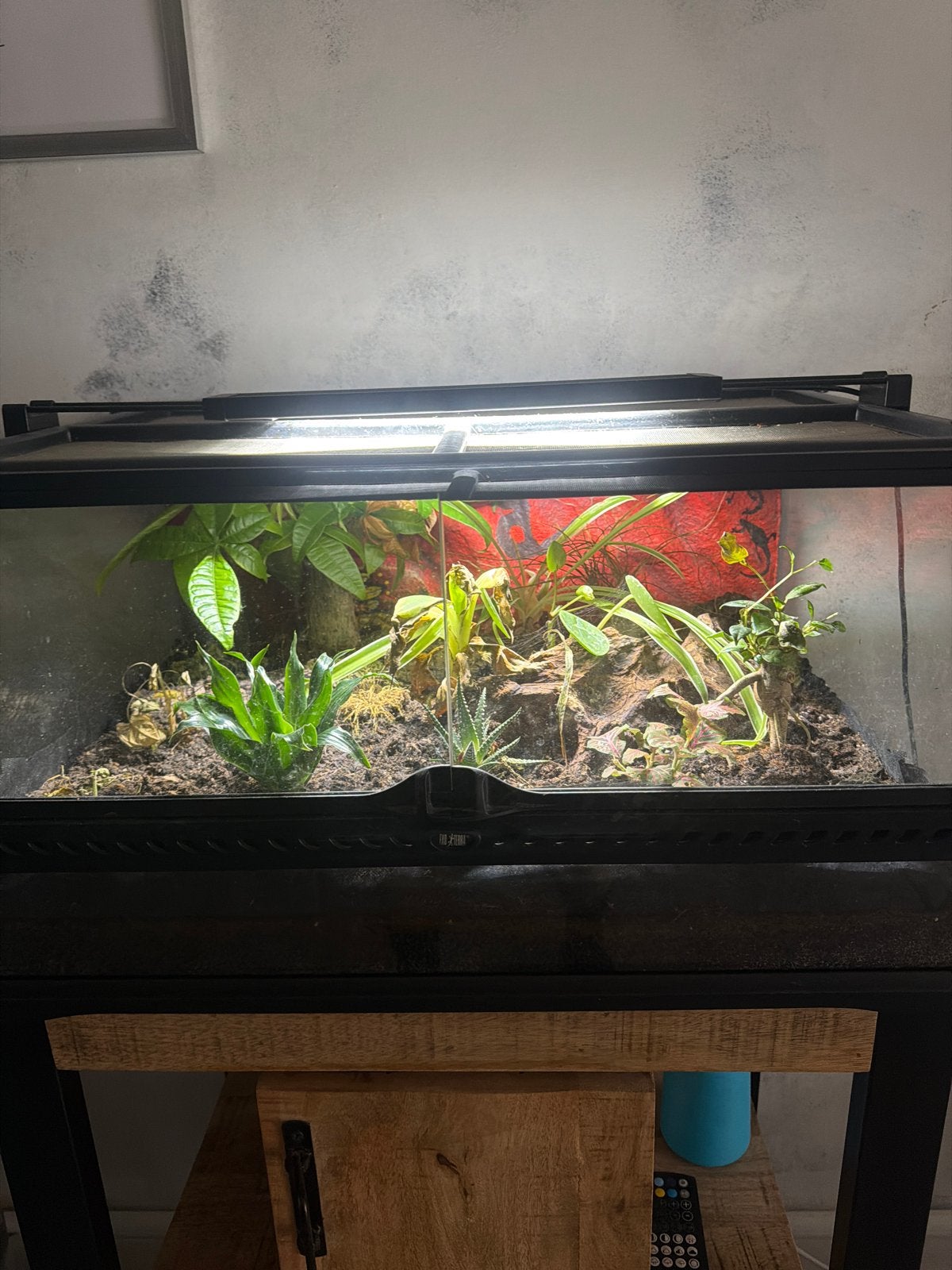 Terrarium Exo-Terra, Ophalen, Zo goed als nieuw, Terrarium of Paludarium