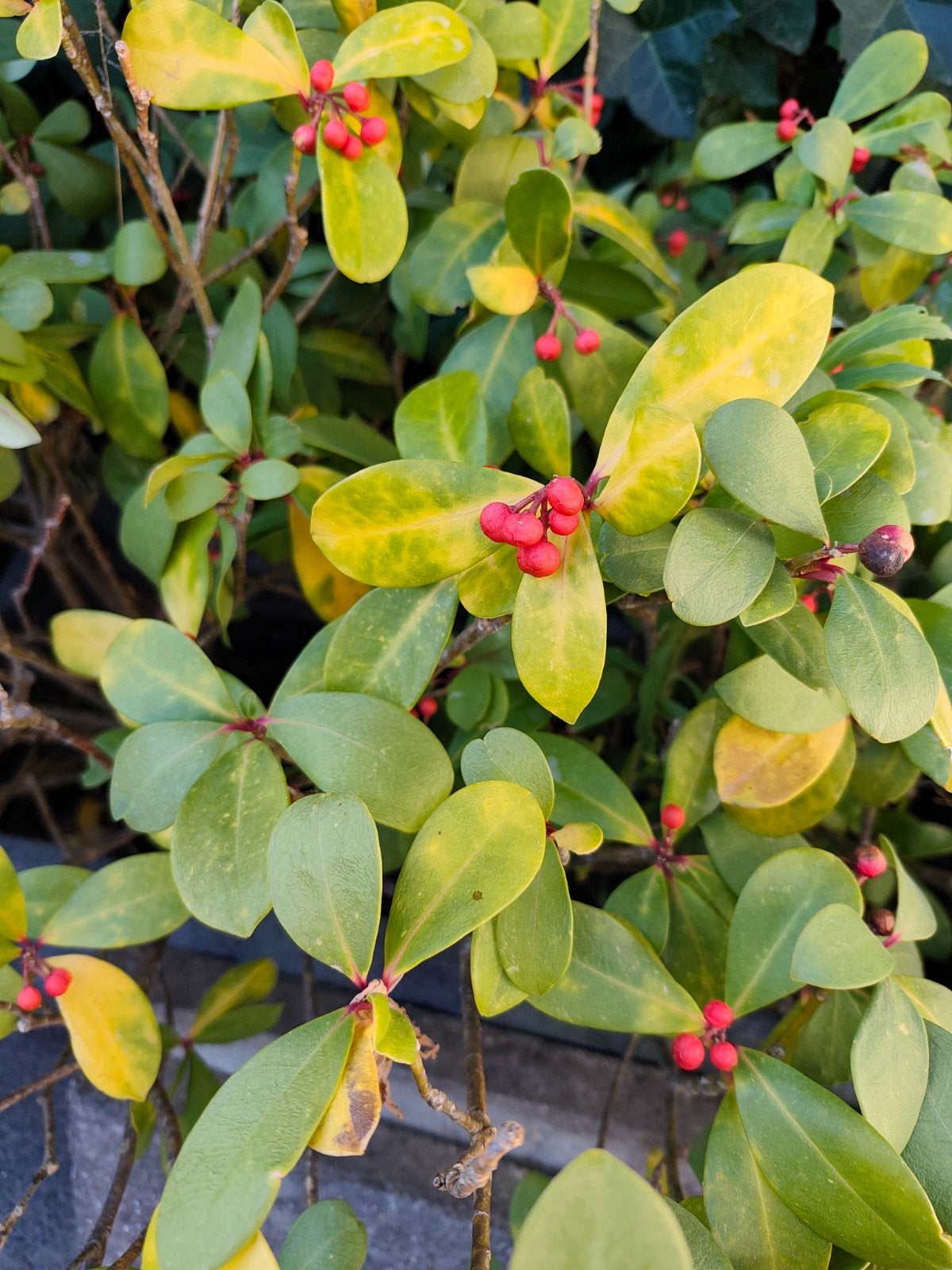 4 stuks Skimmia Japonica (2 in aarde, 2 gesnoeide stronken), Ophalen, Overige soorten, Halfschaduw