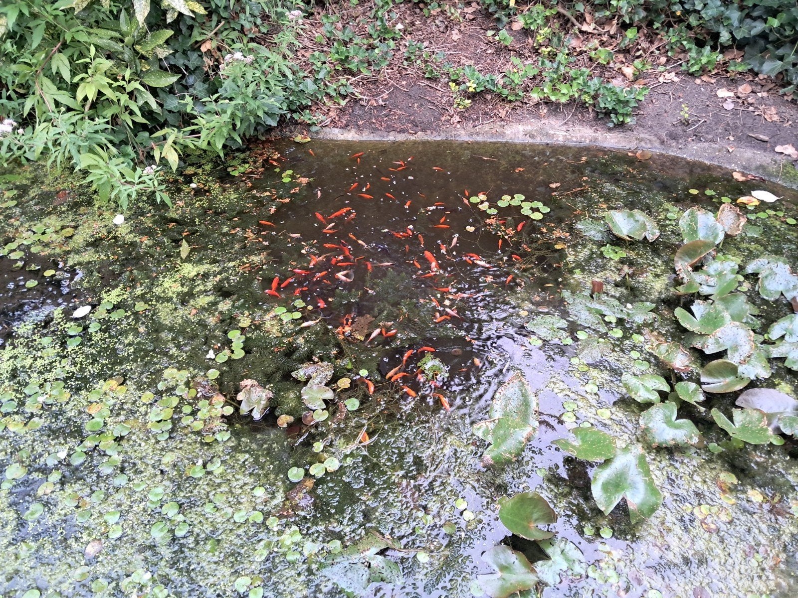 Zuurstofplanten  met gratis stek  waterlelie, Tuin en Terras, Ophalen, Nieuw, Overige typen