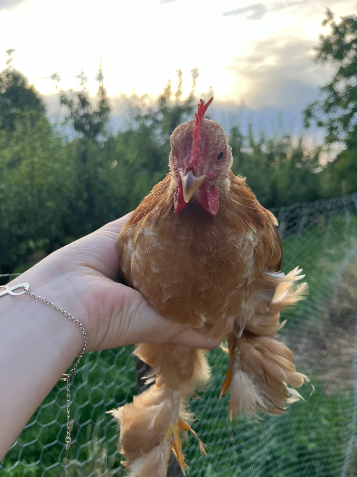 Cochin haantje, Dieren en Toebehoren, Pluimvee, Mannelijk, Kip