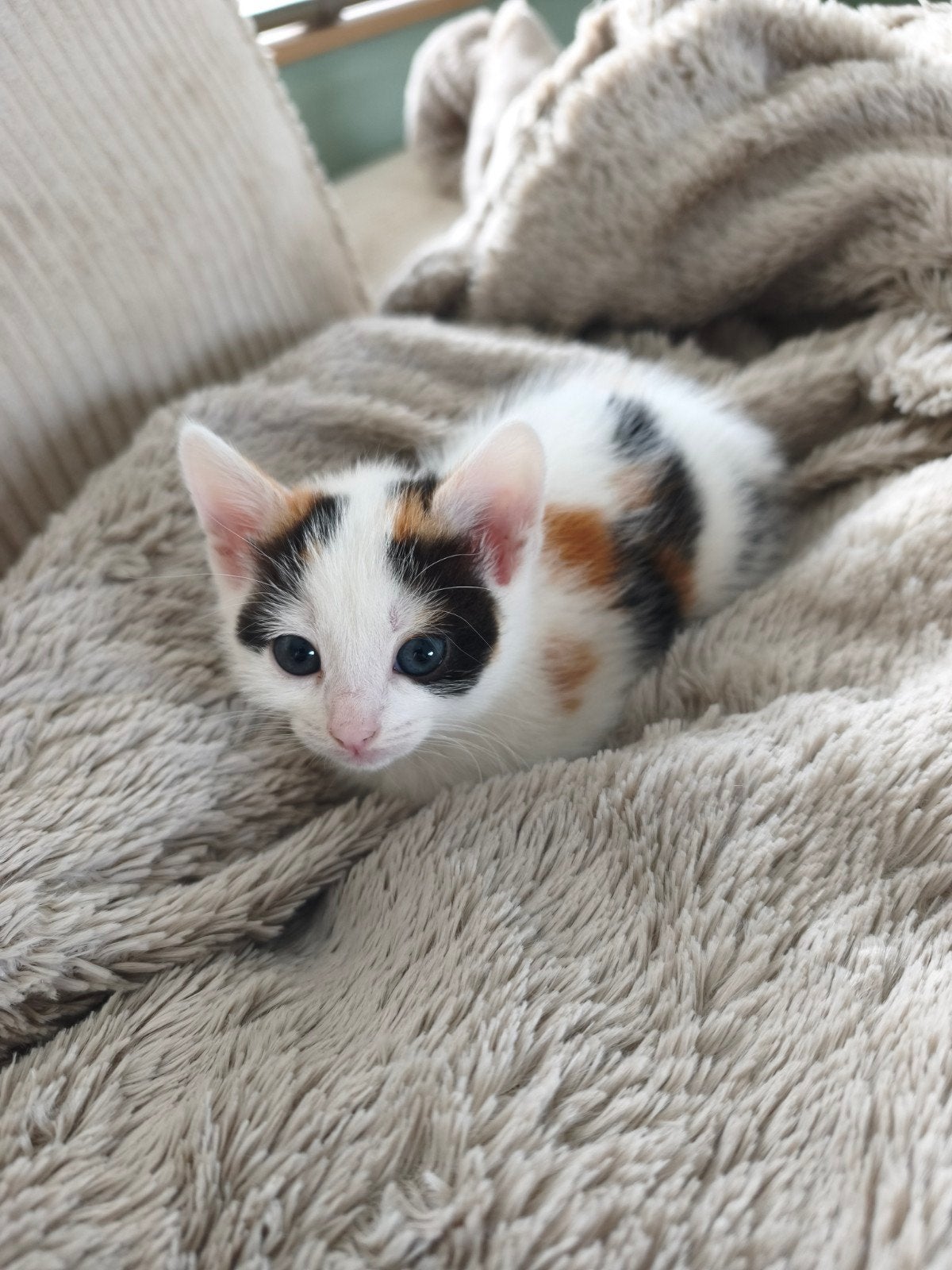 Kittens Ragdoll x Siamees x Europese korthaar, Meerdere dieren